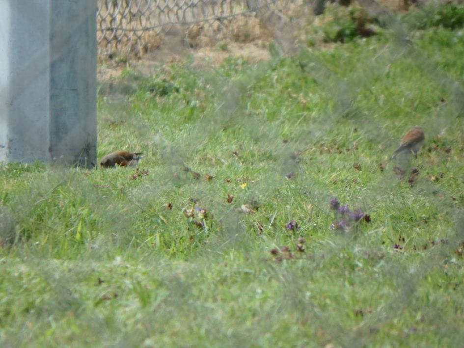 welke vogeltjes zijn dit